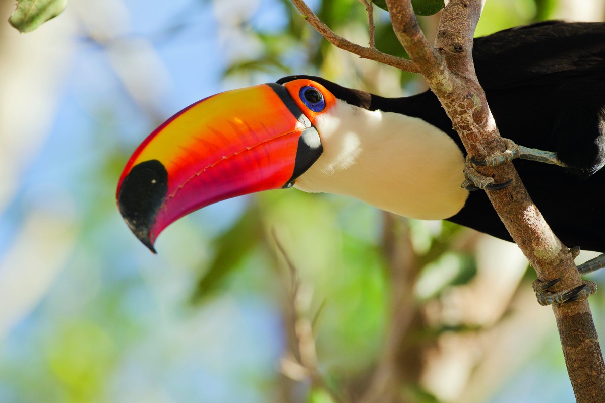 Como criar tucano, ave curiosa e inteligente